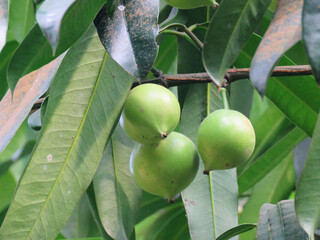 Close-up of Garcinia xanthochymus fruit (false mangosteen) hanging on tree branch with lush green...
