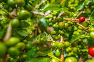 Organic Colombian coffee with farmers picking on the farm. harvesting robusta and arabica coffee...