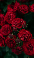 bunch of red roses, red roses in the garden
