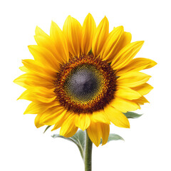 Fototapeta premium Bright yellow sunflower with dark center in full bloom on transparent background
