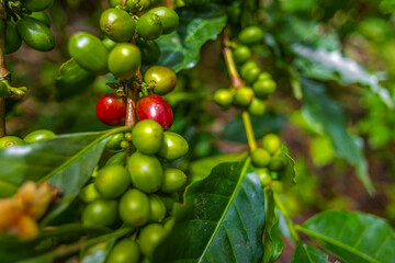 Organic Colombian coffee with farmers picking on the farm. harvesting robusta and arabica coffee...