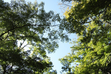 Obraz premium Beytiful of Nature
