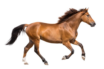 Obraz premium brown running horse isolated on white background PNG