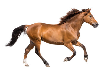 Obraz premium brown running horse isolated on white background PNG