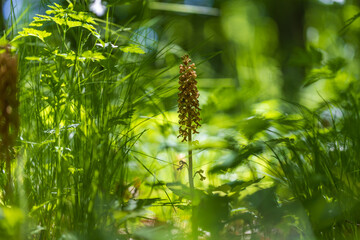 Beautiful rare flower orchid Bird's Nest - Neottia nidus-avis in the wild
