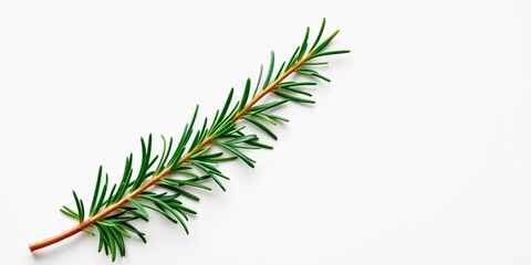 Green Rosemary Twig Isolated on White - Fresh Herb Image