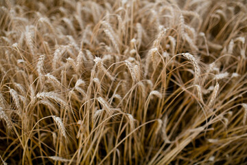 golden wheat field in summer