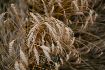 close up of wheat ears