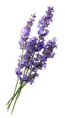 Sprig of lavender with delicate purple flowers on transparent background