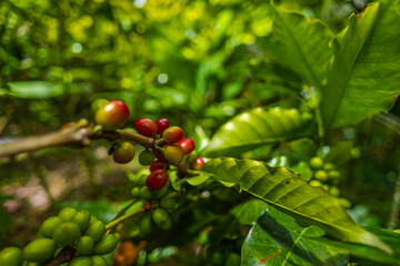 Organic Colombian coffee with farmers picking on the farm. harvesting robusta and arabica coffee berries by farmers hands, worker harvests arabica coffee berries on its branch, harvest concept.