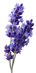 Obraz premium Sprig of Lavender with Delicate Purple Flowers on Transparent Background