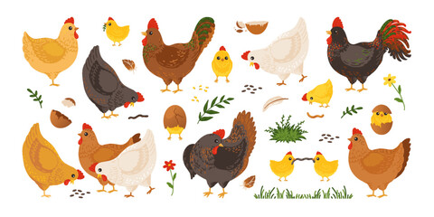 Cute chicken. Cartoon hen and rooster, farm characters, bird organic egg, cock animal various breed. Small nest, funny poultry, baby family on lawn. Easter symbol vector isolated illustration