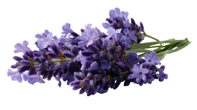 Sprig of lavender with delicate purple flowers on transparent background