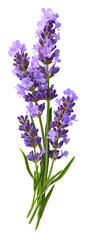Sprig of Lavender with Delicate Purple Flowers on Transparent Background