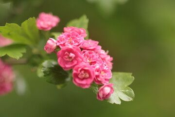 pink rose bush branch on the green background