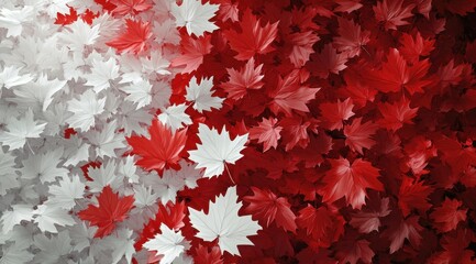 Red and white maple leaf gradient