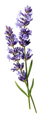 Obraz premium Sprig of Lavender with Delicate Purple Flowers on Transparent Background