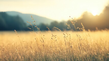 Soft Sunlight on Dewy Meadow at Sunrise