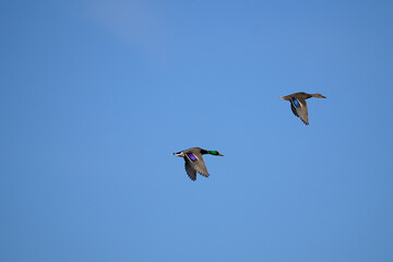 a pair of ducks in the sky

