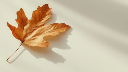 Solitary Dried Maple Leaf on White Surface with Soft Natural Light