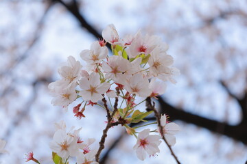 桜