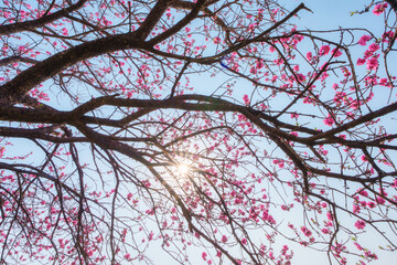 Cherry blossom sakura blooming with sunlight shines during springtime