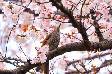 Bulbul bird perched and sipping nectar on cherry blossom or sakura tree blooming during springtime