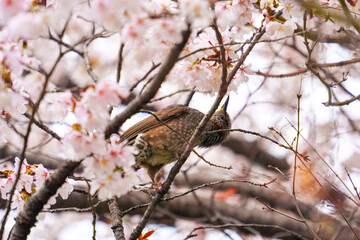 Bulbul bird perched and sipping nectar on cherry blossom or sakura tree blooming during springtime