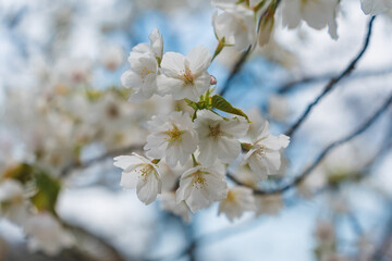 White cherry blossom flower blooming during springtime in sunny day