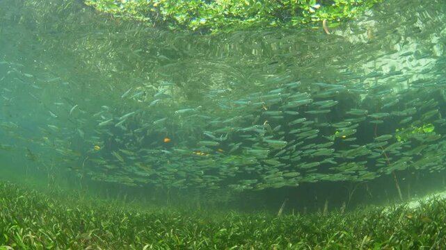A school of silversides swims over seagrass on the edge of a mangrove forest in Halmahera, Indonesia. Seagrass beds and mangroves offer food and shelter for many juvenile fish and invertebrates.