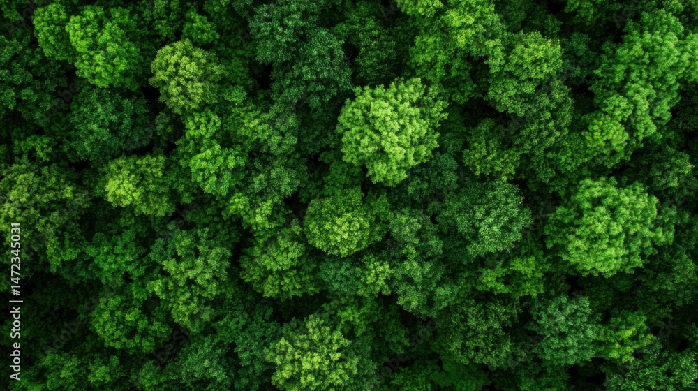 Fototapete aerial view of a lush, vibrant green forest canopy, showcasing dense foliage and a multitude of tree