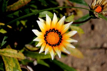 planta flor gazânia - Gazania rigens   