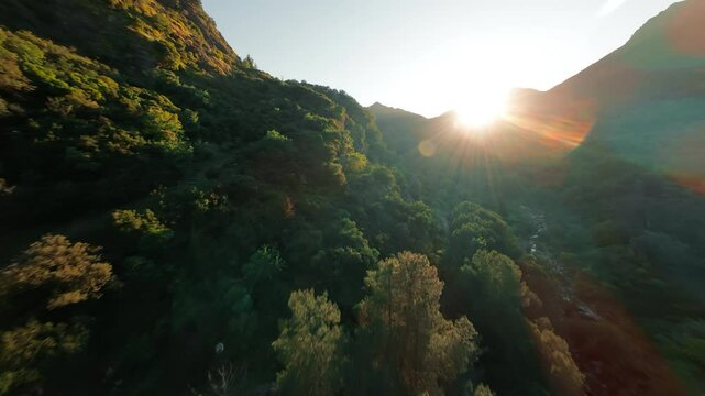 flying over the green treetops in spring