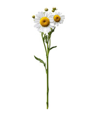 Three beautiful white daisies on a single stem isolated against a botanical photography shot daisy bloom on transparent background