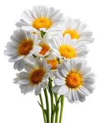 Beautiful bouquet of fresh white daisies with yellow centers isolated on perfect for spring floral on transparent background card