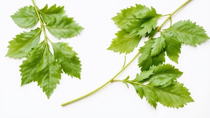 Isolated Castor Leaves for Design