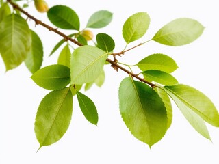Isolated Plum Tree Branch - Spring Foliage