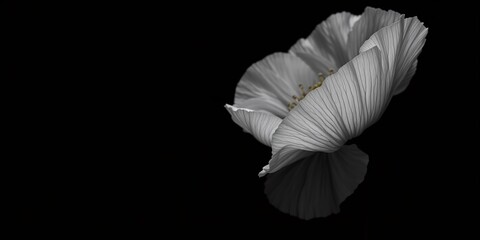 Isolated Poppy Blossom, Minimalist Floral Art