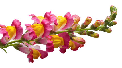 Vertical Snapdragon Stalk with Vivid Pink and Yellow Flowers on Transparent Background