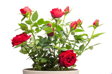 red roses in a pot, png file