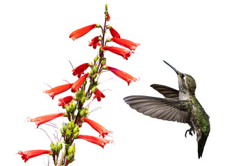 Anna's Hummingbird (Calypte Anna) Photo, in Flight, Feeding on Parry's penstemon (Penstemon parryi) Blooms, on a Transparent, Isolated PNG Background