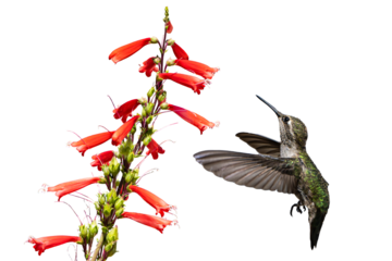 Anna's Hummingbird (Calypte Anna) Photo, in Flight, Feeding on Parry's penstemon (Penstemon parryi) Blooms, on a Transparent, Isolated PNG Background