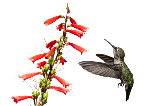 Anna's Hummingbird (Calypte Anna) Photo, in Flight, Feeding on Parry's penstemon (Penstemon parryi) Blooms, on a Transparent, Isolated PNG Background
