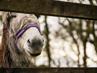 Cute light fur color donkey with closed eyes standing by a wooden fence in contact zoo. Light sky...