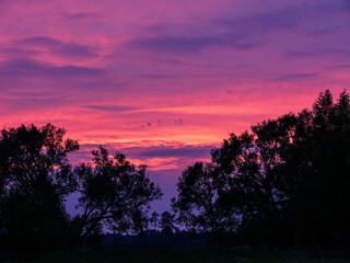 The sky is a beautiful shade of pink and purple. The trees are silhouetted against the sky, creating a serene and peaceful atmosphere. Colors of nature concept.