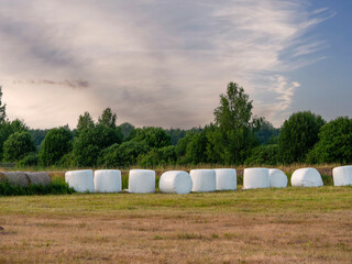 Obraz premium Bales of dry grass or hey wrapped in white plastic laying on edge of a field. Agriculture and farming industry. Cow and barn animal feed. Preparation for cold winter season.