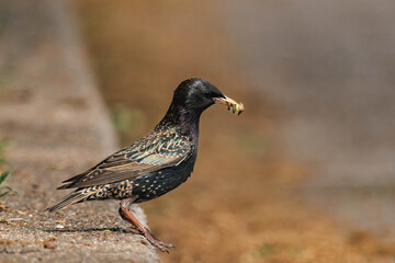 Common starling (Sturnus vulgaris) with caterpillars in its beak.