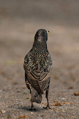 Common starling (Sturnus vulgaris) with caterpillars in its beak.