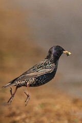 Common starling (Sturnus vulgaris) with caterpillars in its beak.
