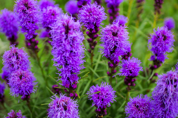Obraz premium A bunch of purple flowers with green leaves. The flowers are in a field and are very pretty. Colors and shapes of nature concept. Summer bloom time.